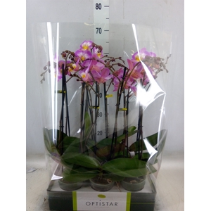 Phalaenopsis   ...lilac