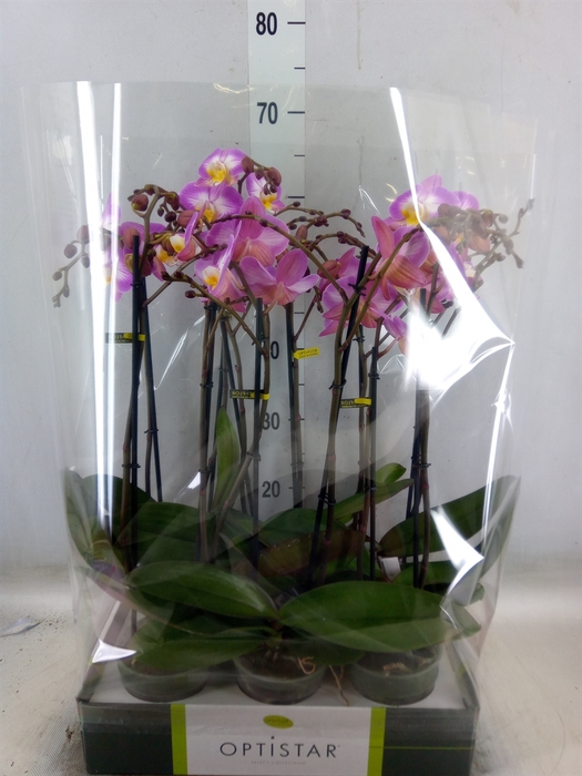 <h4>Phalaenopsis   ...lilac</h4>