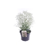Gypsophila pan. Summer Sparkles