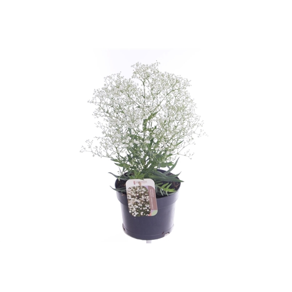 <h4>Gypsophila pan. Summer Sparkles</h4>
