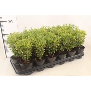 Euonymus jap. Microphyllus Albovariegatus