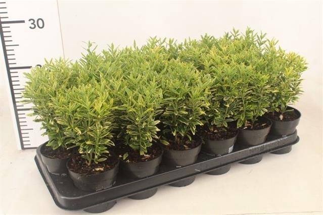 <h4>Euonymus jap. Microphyllus Albovariegatus</h4>
