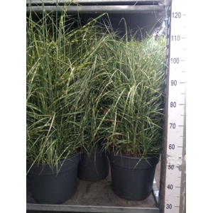 Miscanthus sin. 'Strictus'