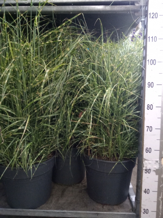 <h4>Miscanthus sin. 'Strictus'</h4>
