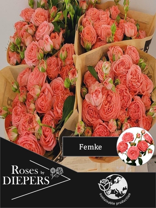 <h4>R TR FEMKE</h4>