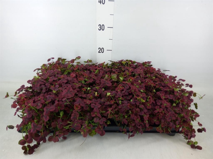 <h4>Trifolium rubens</h4>