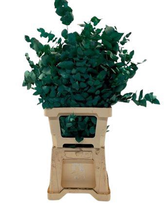 <h4>Euca Stuartiana Gestab. Groen</h4>
