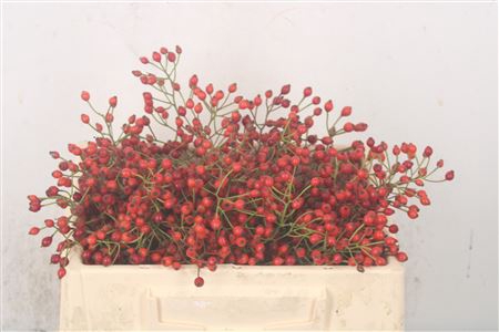 <h4>Rosa Prinsberry Fire</h4>
