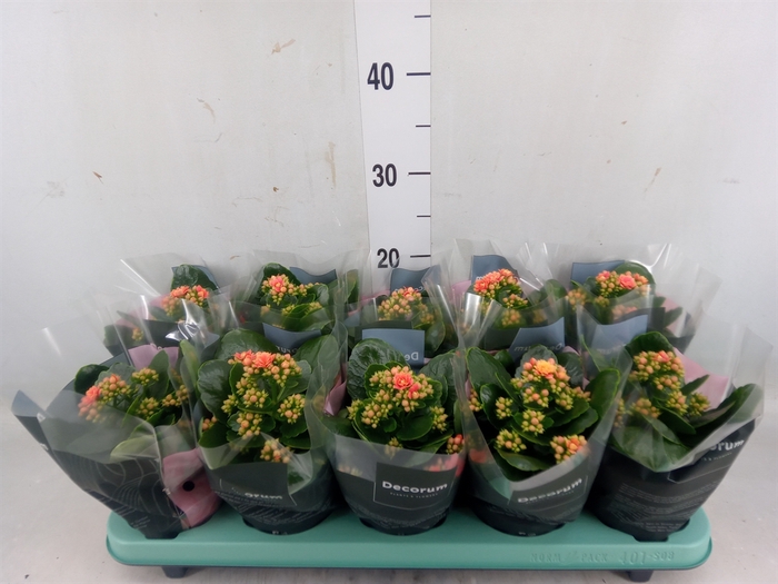 <h4>Kalanchoe blos. 'Serenity Peach'</h4>