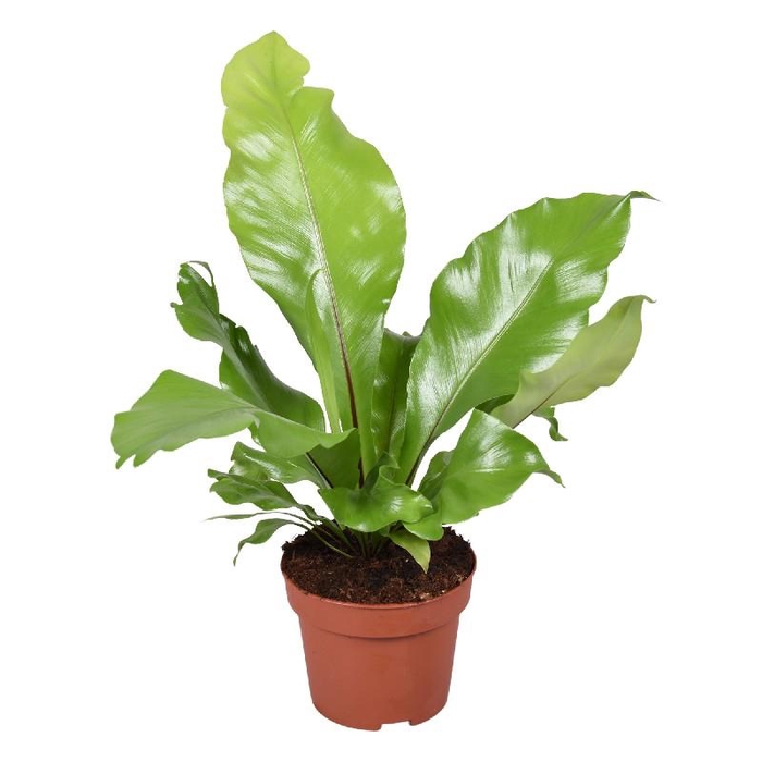 <h4>Asplenium Nidus</h4>