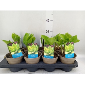 Hosta   ...