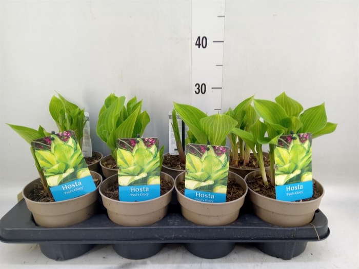 <h4>Hosta   ...</h4>