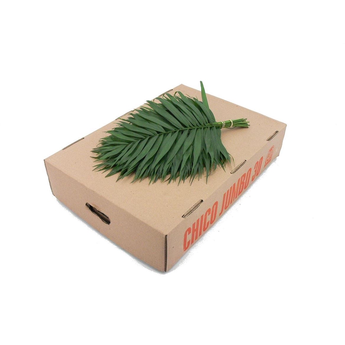 <h4>Chico Jumbo</h4>