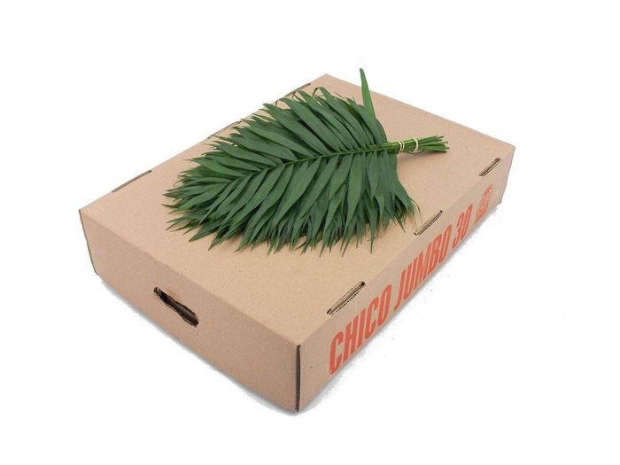 <h4>Chico Jumbo Greenservice</h4>