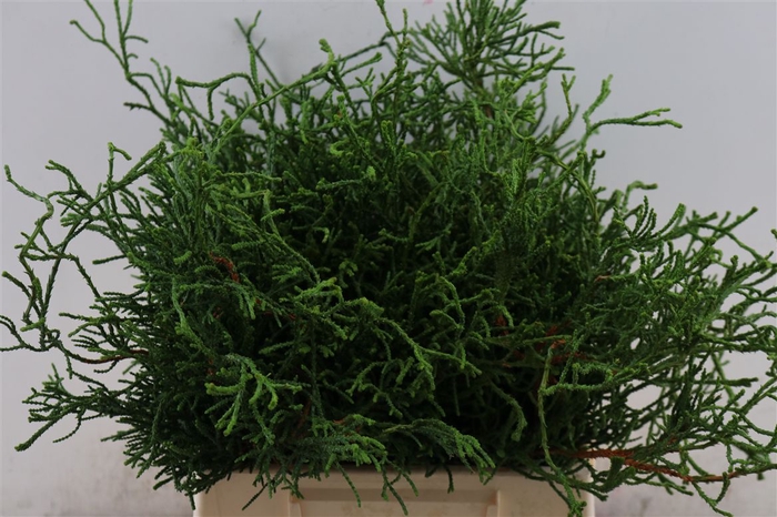 <h4>Chamaecyparis Obtusa Drath</h4>