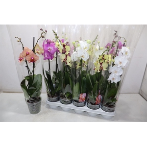 Phal Gem