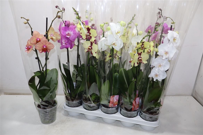 <h4>Phal Gem</h4>