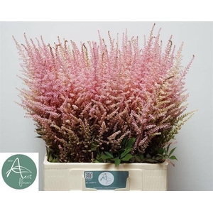 Astilbe Romanze Aert