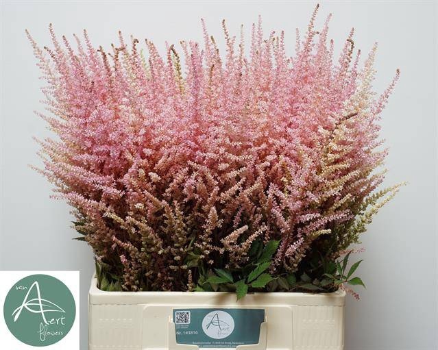 <h4>Astilbe Romanze Aert</h4>