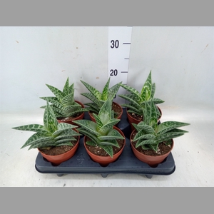 Aloe variegata