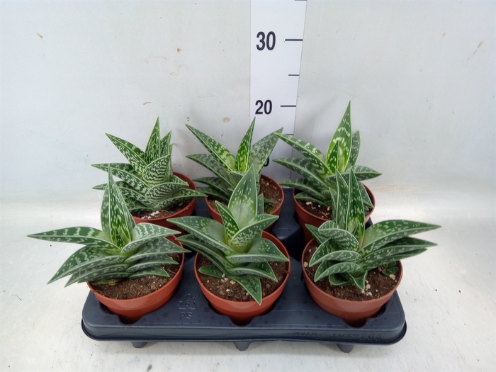 <h4>Aloe variegata</h4>