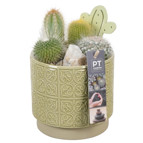 <h4>PTCT4625 Arrangementen Cactus</h4>