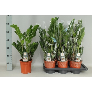 ZAMIO ZAMIIFOLIA