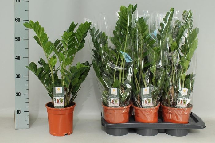 <h4>ZAMIO ZAMIIFOLIA</h4>