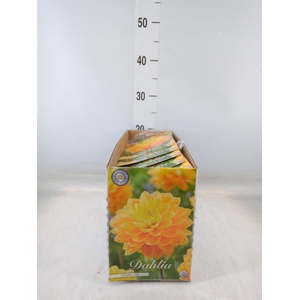 Dahlia   ...flowerbulbs