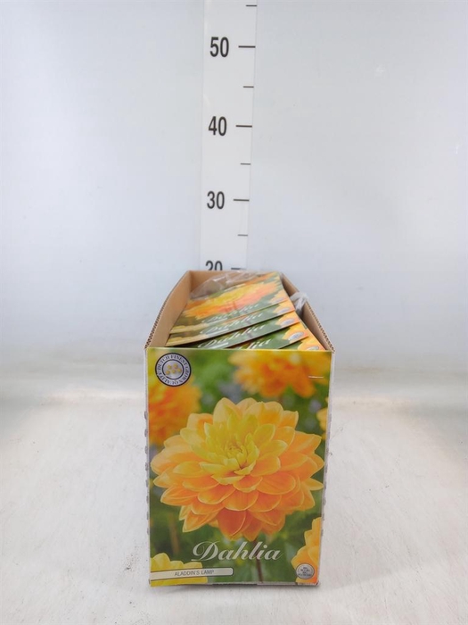 <h4>Dahlia   ...flowerbulbs</h4>