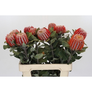 Banksia Coccinea
