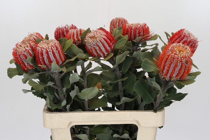 <h4>Banksia Coccinea</h4>