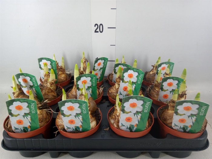 <h4>Narcissus ...</h4>