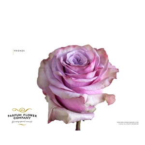 Rosa Premium Friends