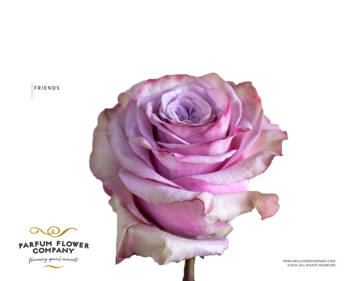 <h4>Rosa Premium Friends</h4>