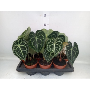 Anthurium clarinervium