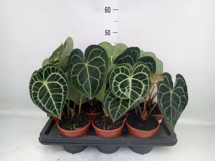 <h4>Anthurium clarinervium</h4>