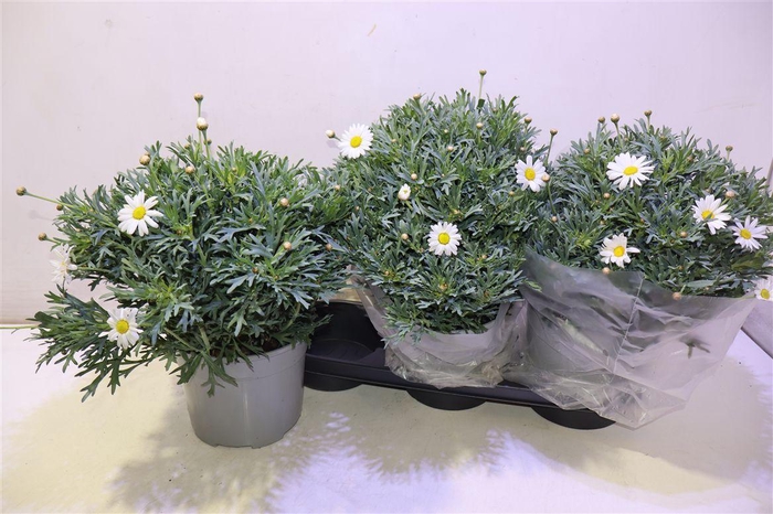 <h4>Arg Stella 2000</h4>