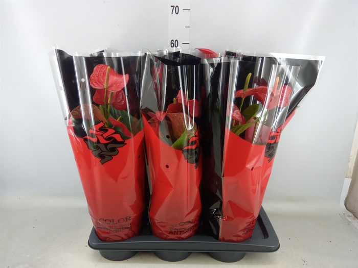 <h4>Anthurium andr. 'Red Bull'</h4>