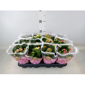 Kalanchoe blos.   ..mix