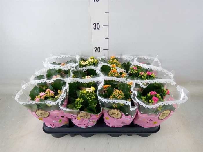 <h4>Kalanchoe blos.   ..mix</h4>