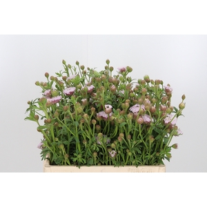 Didiscus Roze