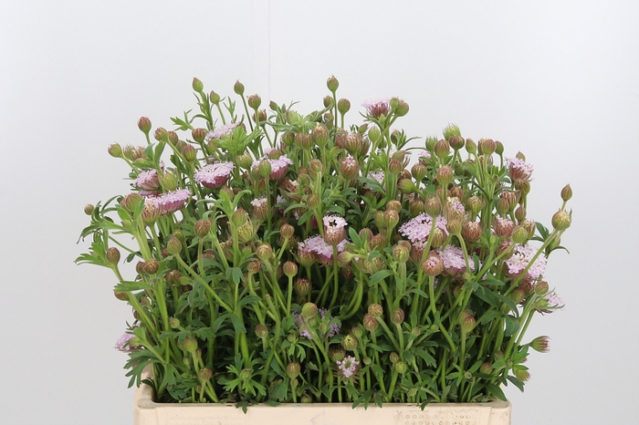 <h4>Didiscus Roze</h4>