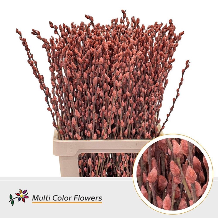 <h4>Salix caprea 'Snow Flake' .color H%</h4>
