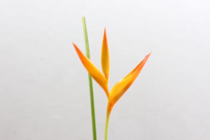<h4>Heliconia Steel Tropic</h4>