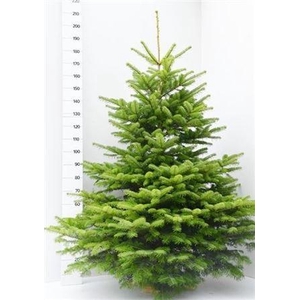 Abies Nordmanniana (cutted)