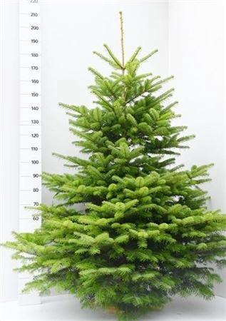 <h4>arr8 Abies Nordmanniana Gezaagd In Net</h4>