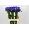 Agapanthus Uri