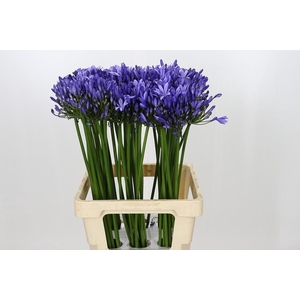Agapanthus Uri