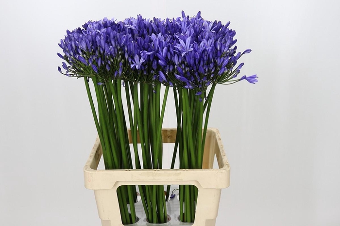 Agapanthus Uri